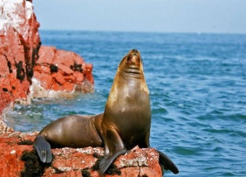 ISLAS BALLESTAS Y RESERVA NACIONAL DE PARACAS